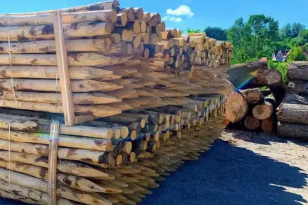 rondins de bois à la scierie Danel à Dennebrœucq (62)